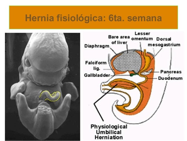 embriologia del sistema digestivo